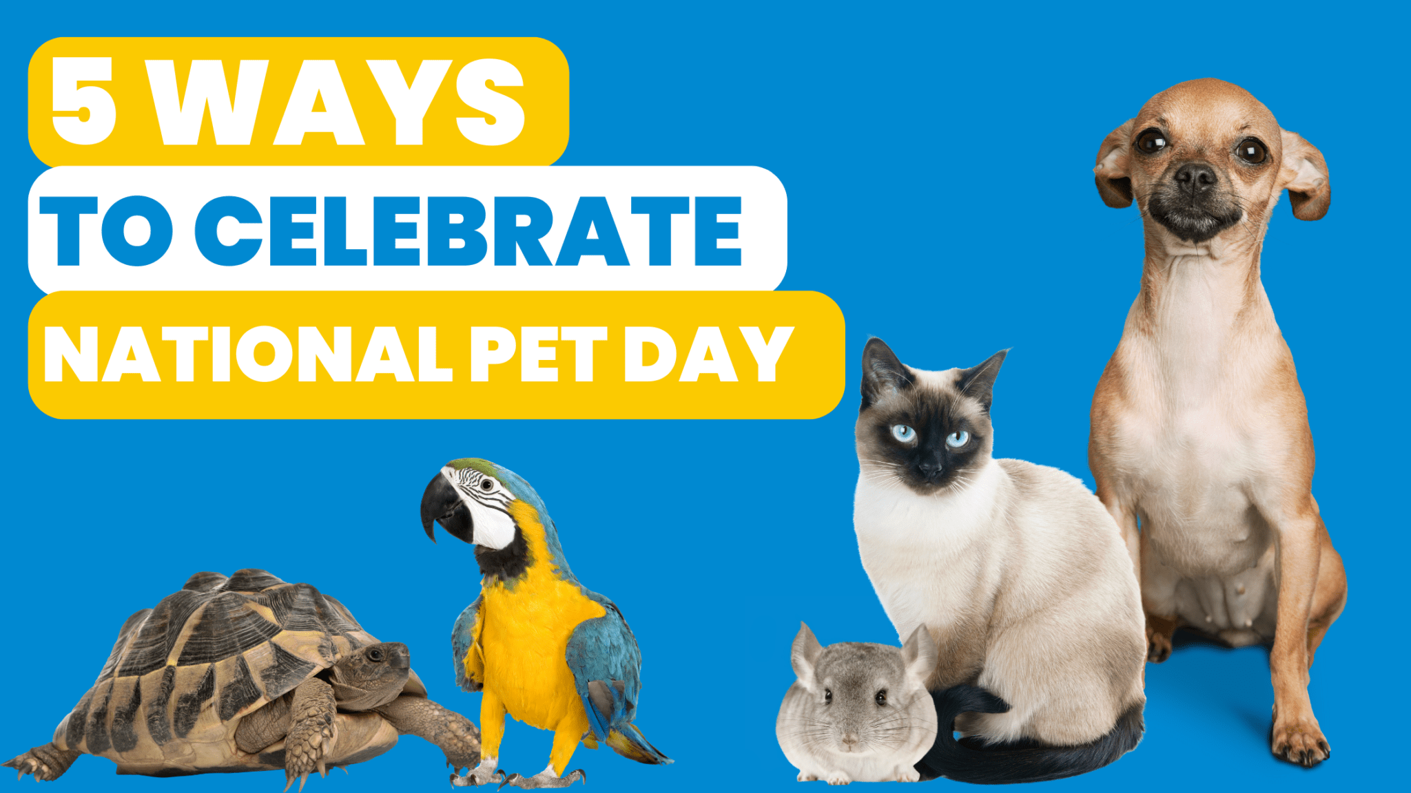 5 Ways to Celebrate National Pet Day