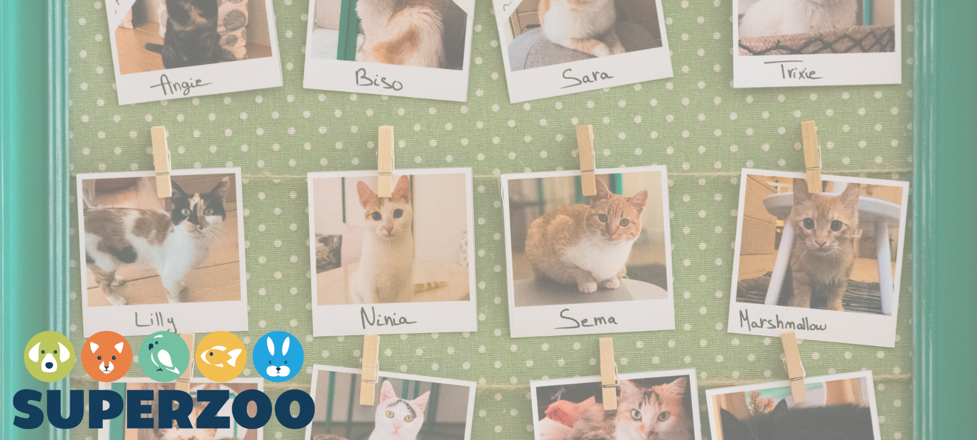 Hire adoptable kittens for an event like SuperZoo