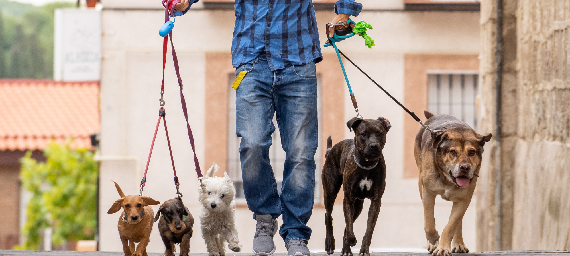 Man walking happy rescue dogs