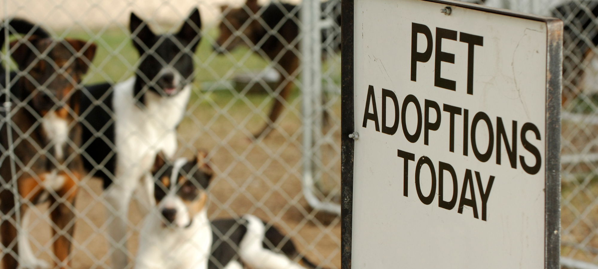 Pet adoptions available at an event