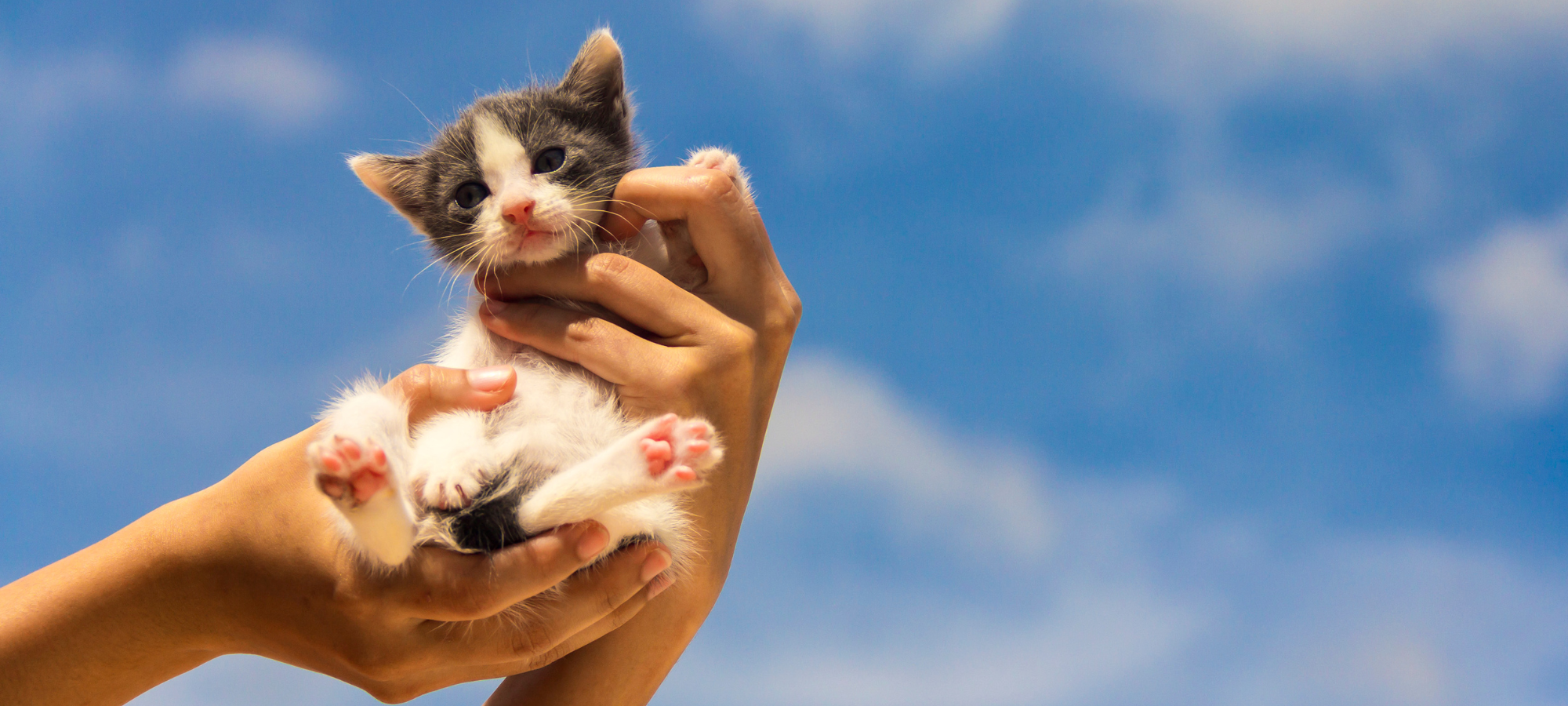 Rescue kitten posing for a photo